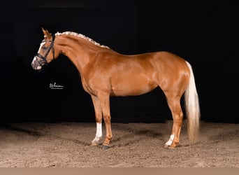 German Riding Pony, Mare, 4 years, 14,1 hh, Palomino