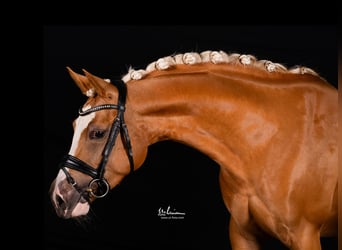 German Riding Pony, Mare, 4 years, 14,1 hh, Palomino