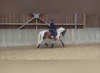 German Riding Pony, Mare, 4 years, 14,1 hh, Pinto