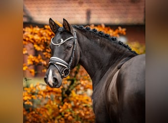 German Riding Pony, Mare, 4 years, 14,1 hh, Smoky-Black