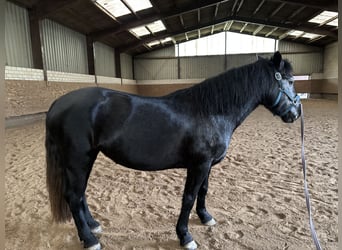 German Riding Pony Mix, Mare, 4 years, 14,2 hh, Black
