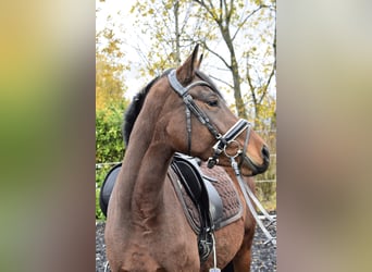 German Riding Pony, Mare, 4 years, 14,2 hh, Brown