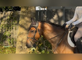 German Riding Pony, Mare, 4 years, 14,2 hh, Brown