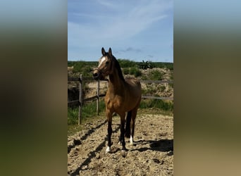German Riding Pony, Mare, 4 years, 14,2 hh, Buckskin