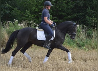 German Riding Pony, Mare, 4 years, 14,2 hh, Chestnut
