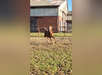 German Riding Pony, Mare, 4 years, 14,2 hh, Chestnut