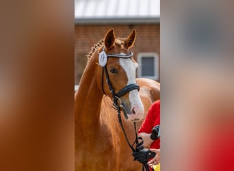German Riding Pony, Mare, 4 years, 14,2 hh, Chestnut-Red