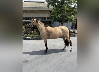 German Riding Pony, Mare, 4 years, 14,2 hh, Dun