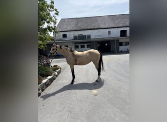 German Riding Pony, Mare, 4 years, 14,2 hh, Dun