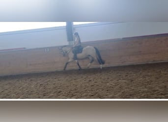 German Riding Pony, Mare, 4 years, 14,2 hh, Dun