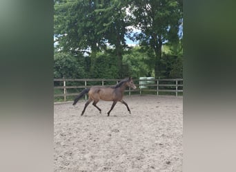 German Riding Pony, Mare, 4 years, 14,2 hh, Dun