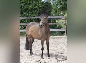 German Riding Pony, Mare, 4 years, 14,2 hh, Dun