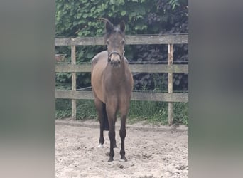 German Riding Pony, Mare, 4 years, 14,2 hh, Dun