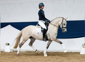 German Riding Pony, Mare, 4 years, 14,2 hh, Palomino