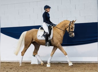 German Riding Pony, Mare, 4 years, 14,2 hh, Palomino