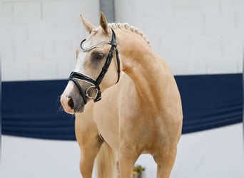 German Riding Pony, Mare, 4 years, 14,2 hh, Palomino