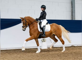 German Riding Pony, Mare, 4 years, 14,2 hh, Palomino
