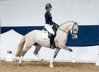 German Riding Pony, Mare, 4 years, 14,2 hh, Palomino