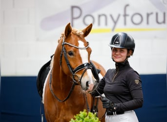 German Riding Pony, Mare, 4 years, 14,2 hh, Palomino