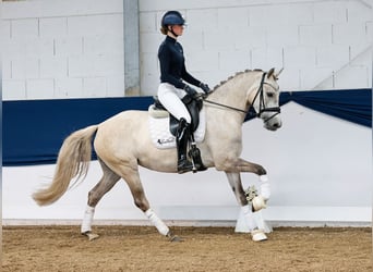 German Riding Pony, Mare, 4 years, 14,2 hh, Palomino