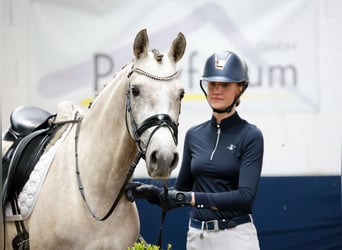 German Riding Pony, Mare, 4 years, 14,2 hh, Palomino