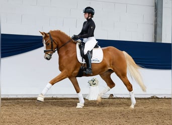 German Riding Pony, Mare, 4 years, 14,2 hh, Palomino
