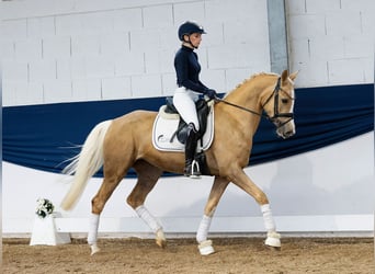 German Riding Pony, Mare, 4 years, 14,2 hh, Palomino