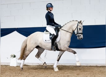 German Riding Pony, Mare, 4 years, 14,2 hh, Palomino