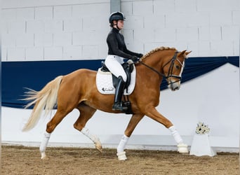 German Riding Pony, Mare, 4 years, 14,2 hh, Palomino