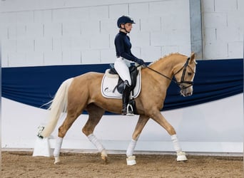 German Riding Pony, Mare, 4 years, 14,2 hh, Palomino