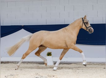 German Riding Pony, Mare, 4 years, 14,2 hh, Palomino