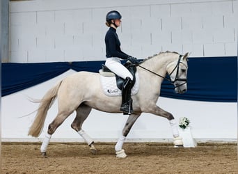 German Riding Pony, Mare, 4 years, 14,2 hh, Palomino