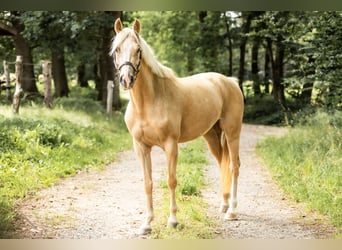 German Riding Pony, Mare, 4 years, 15.1 hh, Palomino