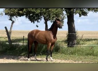 German Riding Pony, Mare, 4 years, 15.2 hh, Brown-Light