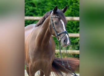 German Riding Pony, Mare, 4 years, 15 hh, Black