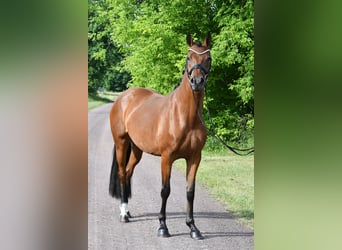 German Riding Pony, Mare, 4 years, 15 hh, Brown Falb mold