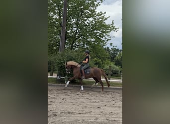 German Riding Pony, Mare, 4 years, 15 hh, Chestnut