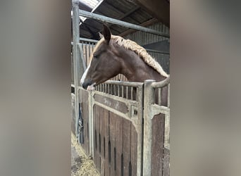 German Riding Pony, Mare, 4 years, 15 hh, Chestnut