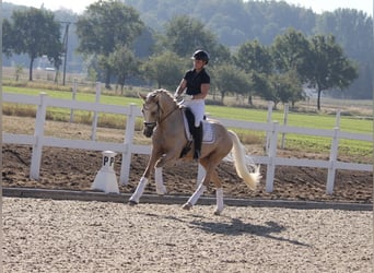 German Riding Pony, Mare, 4 years, 15 hh, Palomino
