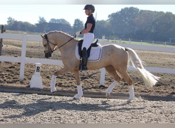 German Riding Pony, Mare, 4 years, 15 hh, Palomino