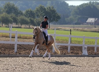 German Riding Pony, Mare, 4 years, 15 hh, Palomino