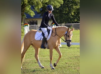 German Riding Pony, Mare, 4 years, 15 hh, Palomino