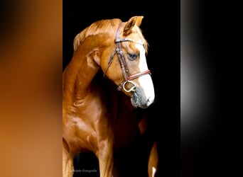German Riding Pony, Mare, 4 years, 15,1 hh, Chestnut-Red