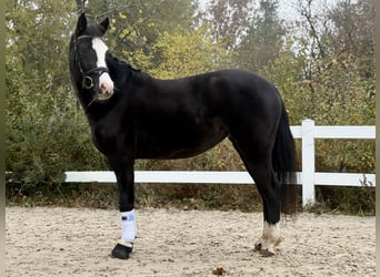 German Riding Pony, Mare, 4 years, Black
