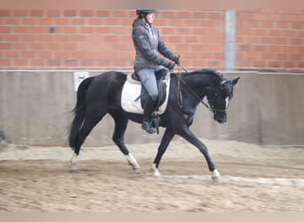 German Riding Pony, Mare, 4 years, Black