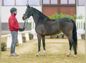 German Riding Pony, Mare, 4 years, Brown