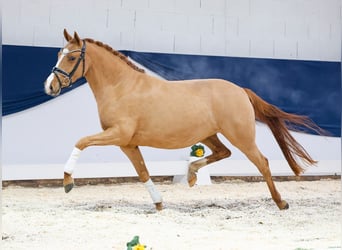 German Riding Pony, Mare, 4 years, Chestnut-Red