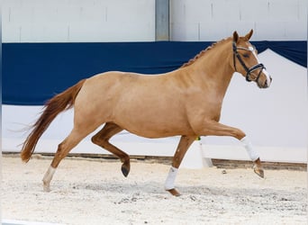 German Riding Pony, Mare, 4 years, Chestnut-Red