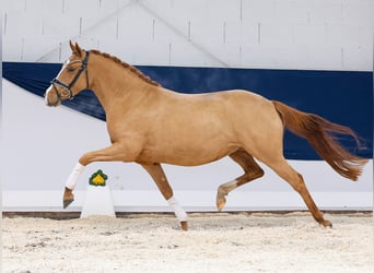 German Riding Pony, Mare, 4 years, Chestnut-Red