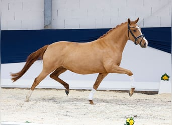 German Riding Pony, Mare, 4 years, Chestnut-Red